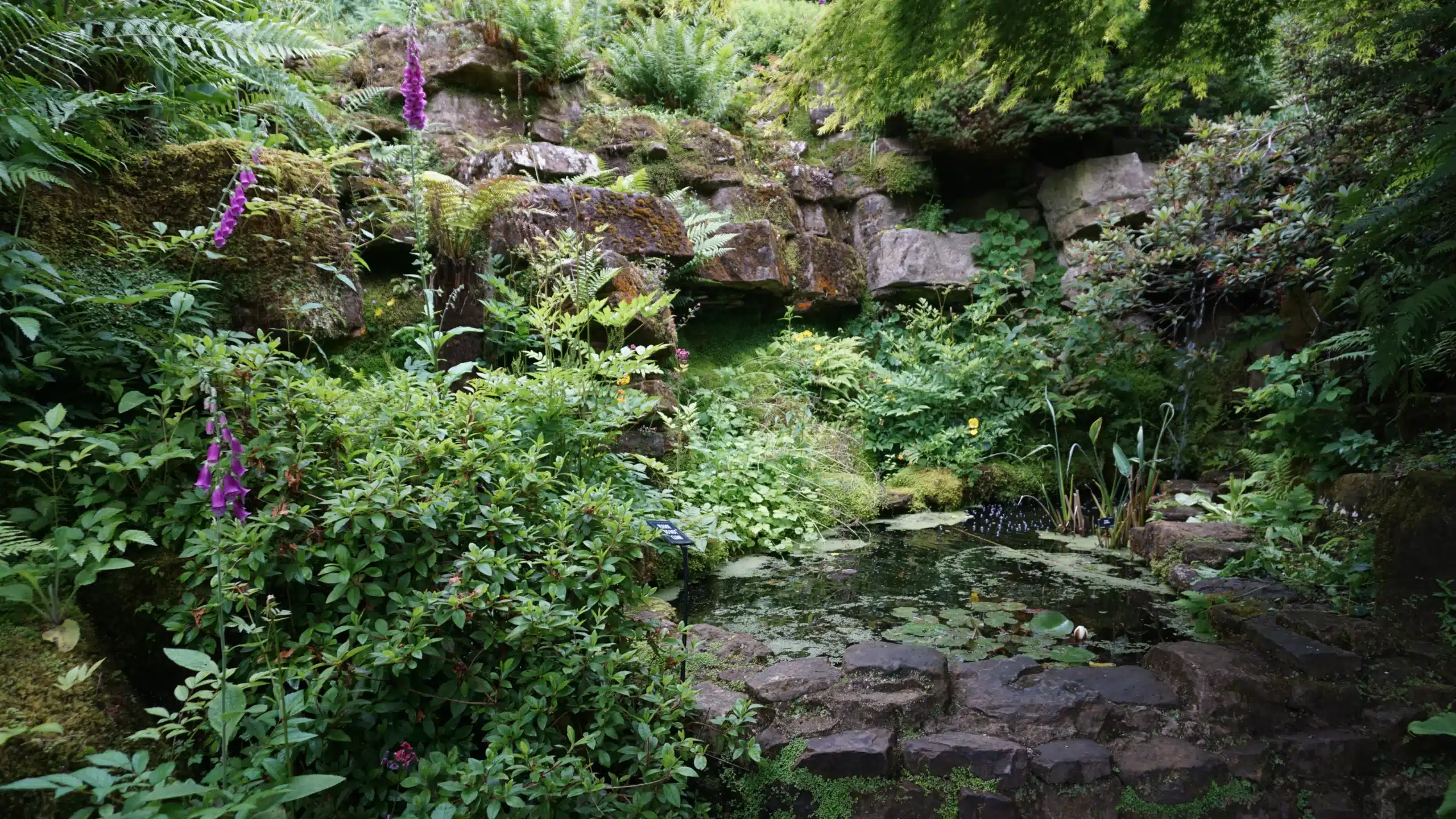 woodland